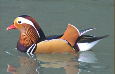 黒ウィズクイズ くちばしの色が特徴的な この鳥は何 黒ウィズ
